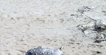 Trovata una tartaruga moribonda a Torre Mileto