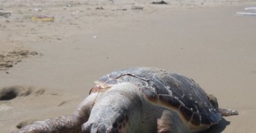 Tartaruga marina trovata morta sulla spiaggia verso lo Schiapparo