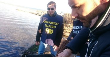 Sequestro di anguille: controlli nei laghi di Lesina e Varano 