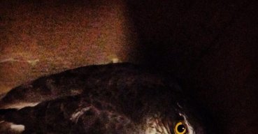 Trovato un falco ferito a San Nicandro