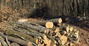 Furto di legna  a bosco Spinapulci