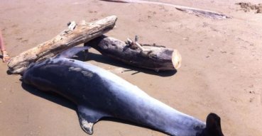 Spiaggiato grosso delfino in zona Schiapparo