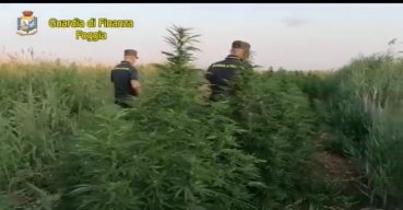 GDF, sequestrate 300 piante di cannabis in agro di Lesina