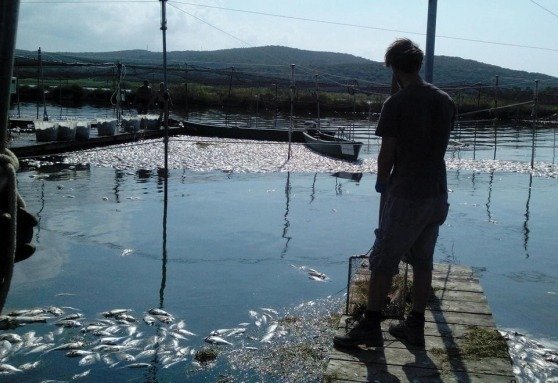 Strage di pesci nel lago di Varano
