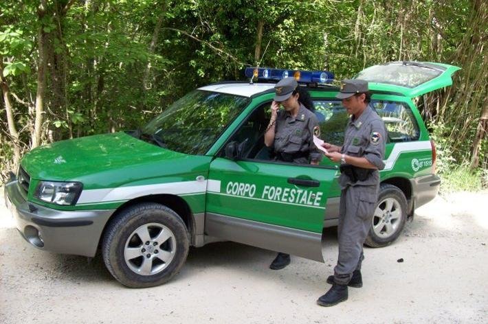 Denunce e sequestri del Corpo Forestale dello Stato