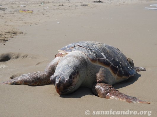 Tartaruga marina trovata morta sulla spiaggia verso lo Schiapparo