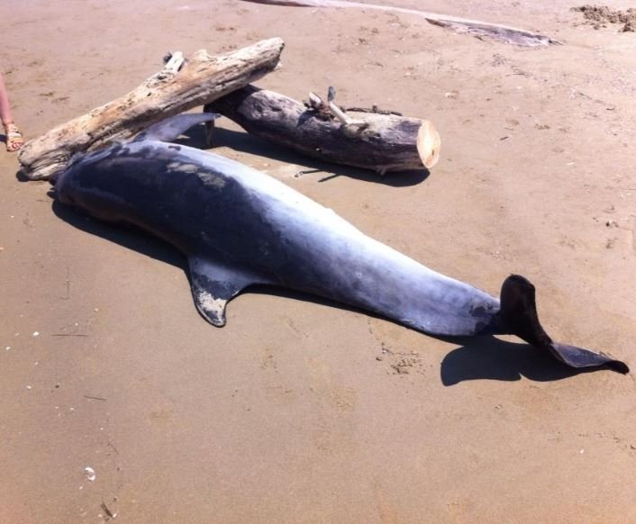 Spiaggiato grosso delfino in zona Schiapparo