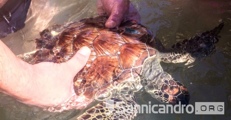 Salvata giovane tartaruga marina a Torre Mileto
