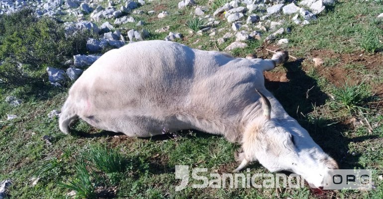 Una giovenca morta per l'antrace a San Nicandro Garganico
