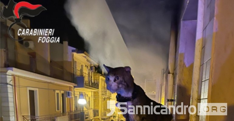 Incendio via don Sturzo, Carabinieri salvano gatto