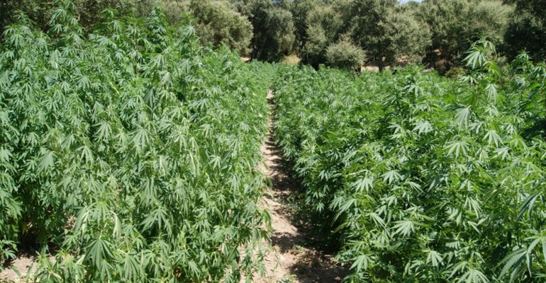 I Carabinieri sequestrano piante di cannabis e marijuana