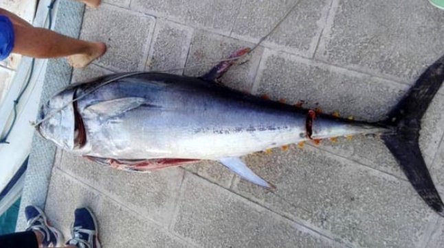 Isole Tremiti, sequestrato tonno da 80 kg