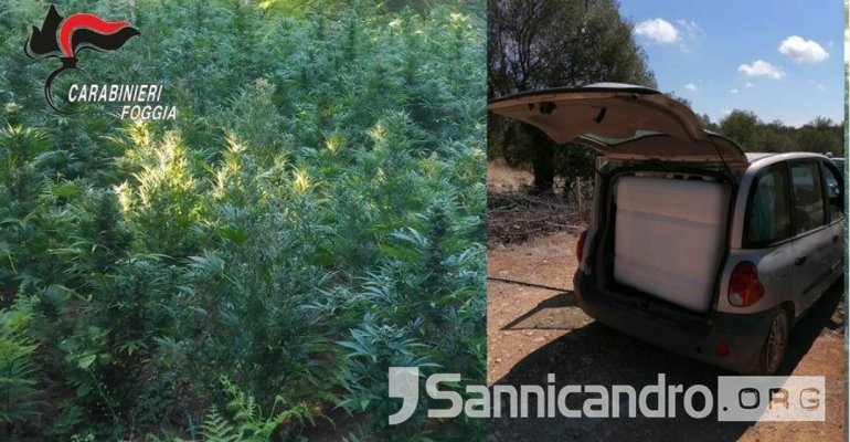 Irrigava campo di marijuana, arrestato