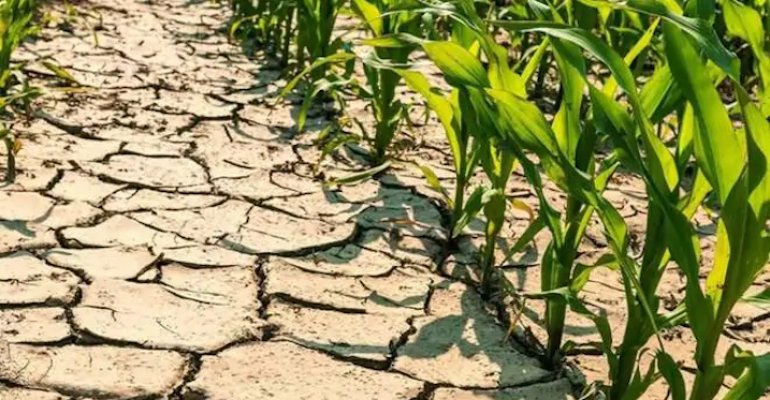 Domanda provvidenze per danni causati dalla siccità
