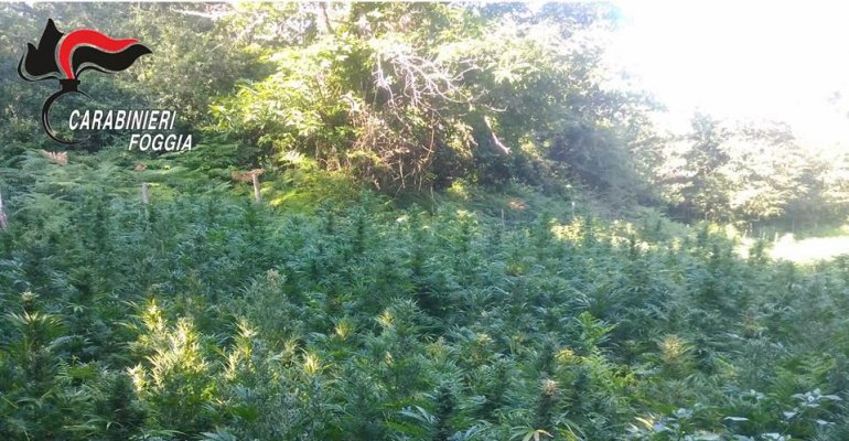 Cannabis sequestrata in località boscosa