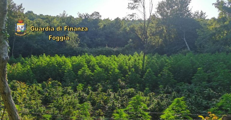 La GdF sequestra 4200 piante di Marjuana in tre piantagioni