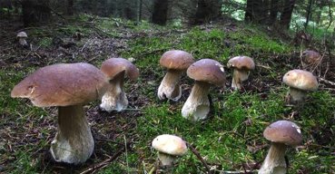 I funghi del Gargano